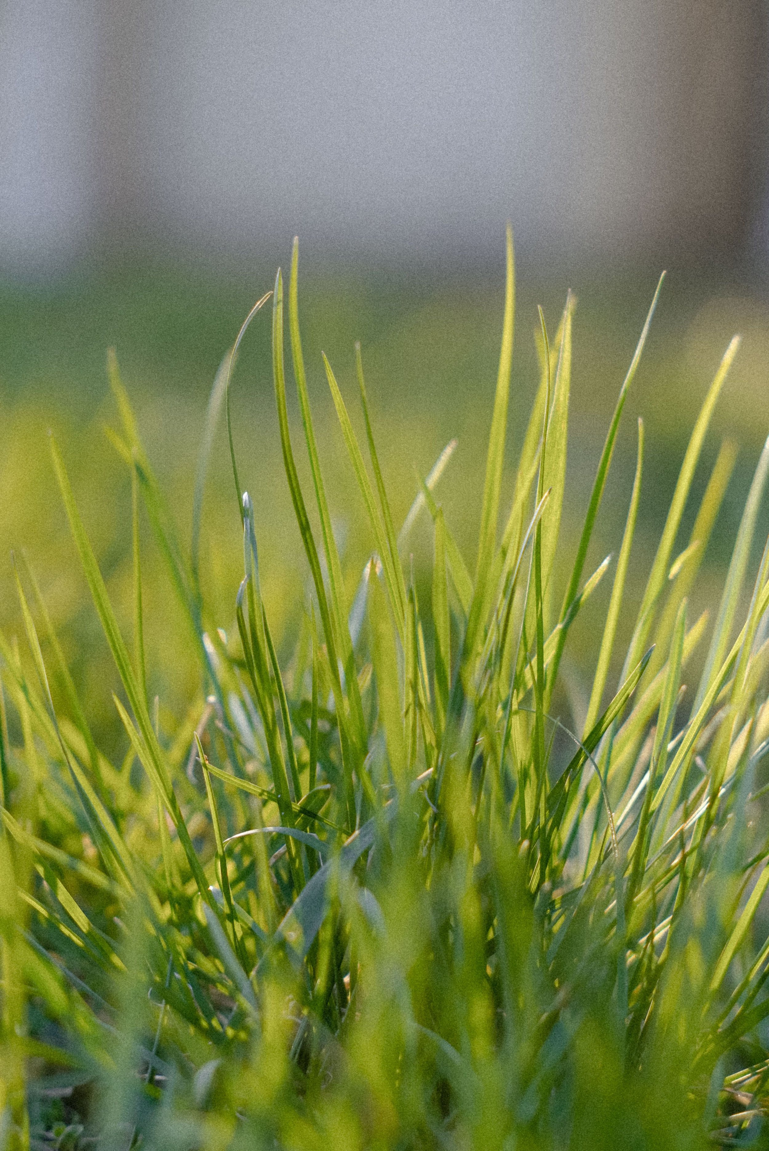 Lawn in Ballarat — When It Works, When It Doesn't, and What to Do Instead