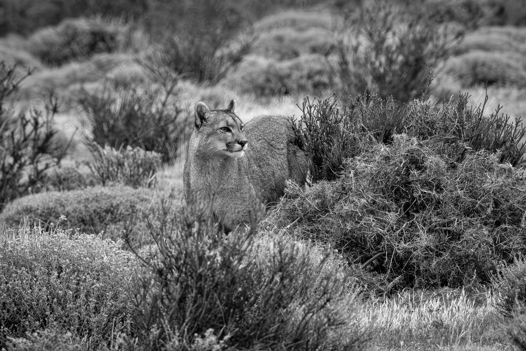 aw_DSF2996 Kopie_10.jpg