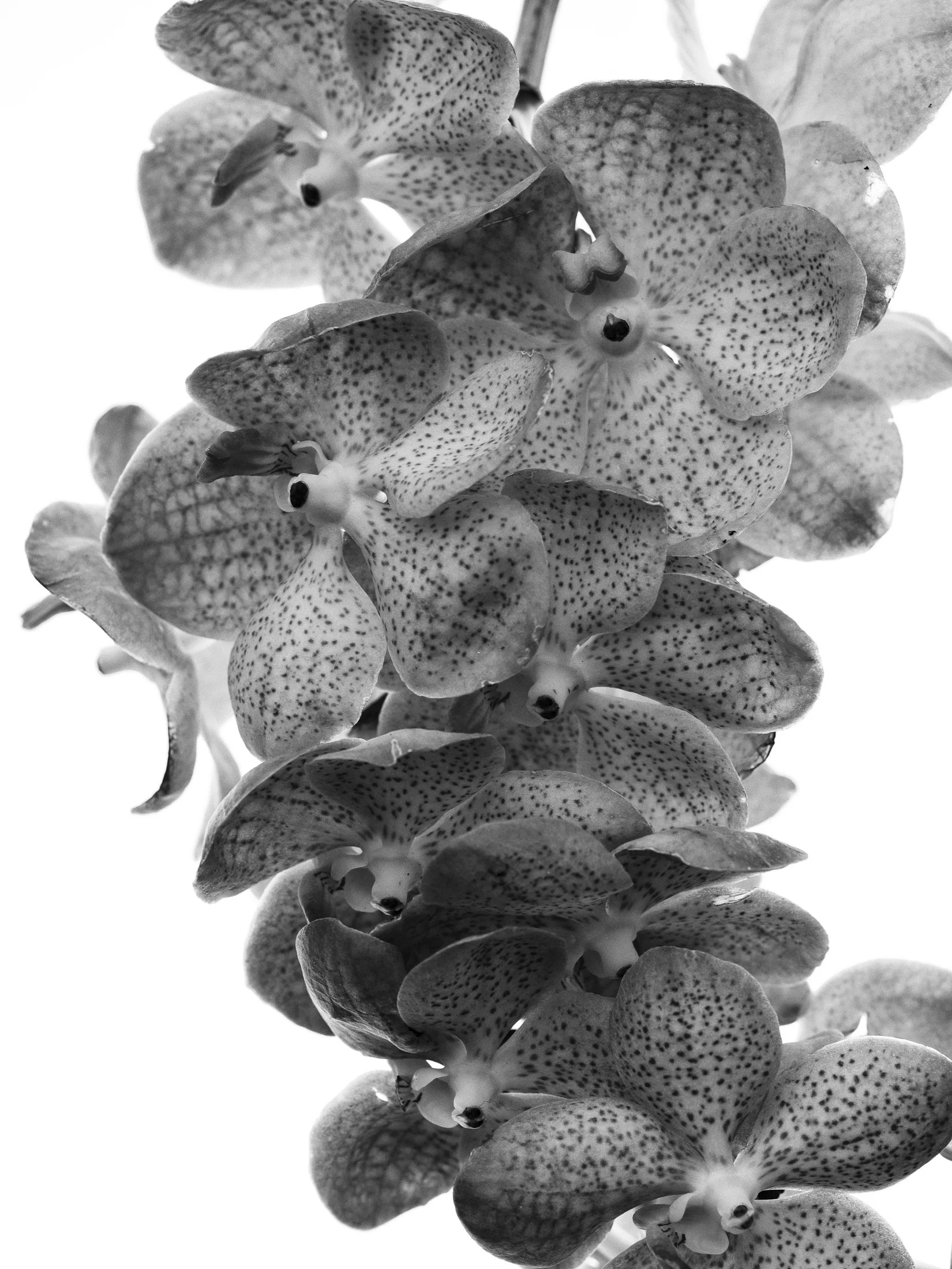 aw_DSF2873_sw Kopie.jpg