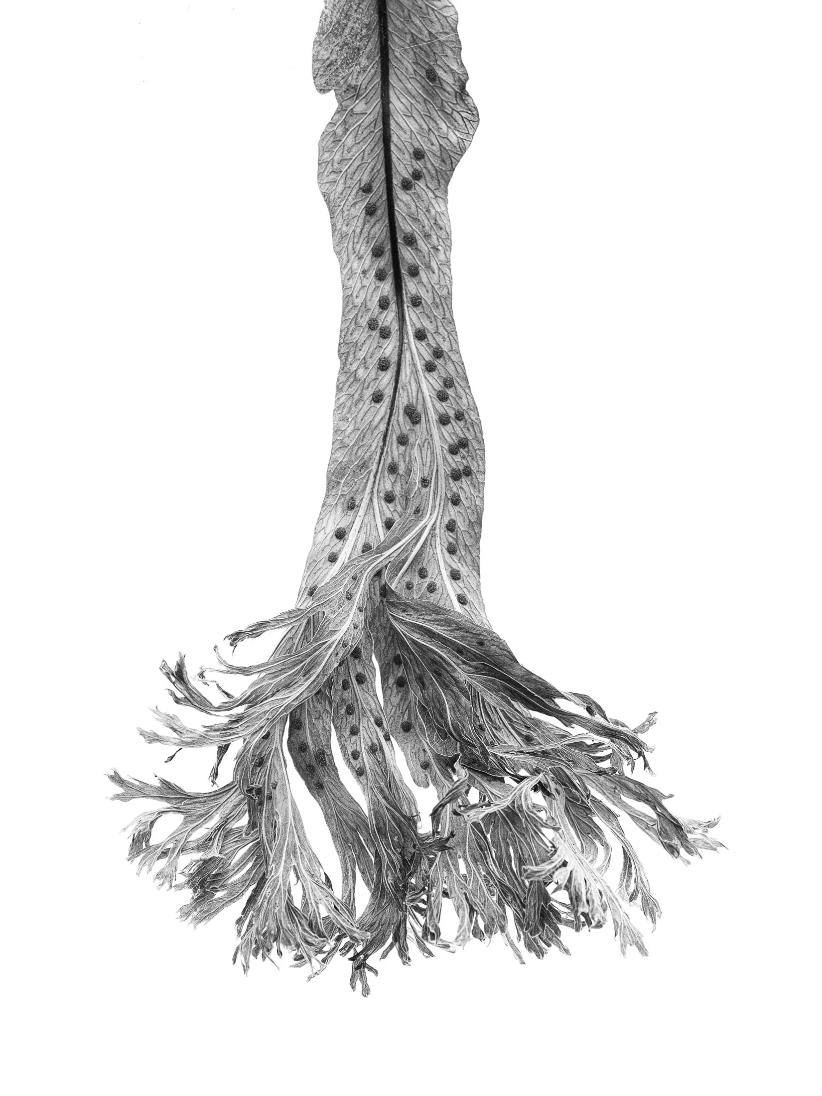 aw_DSF3131sw Kopie12.jpg