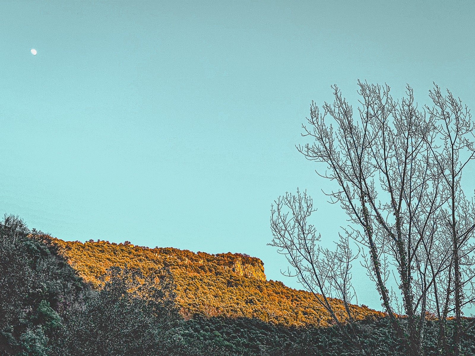 árboles sin hojas frente a un cerro cubierto de vegetación y un cielo azul