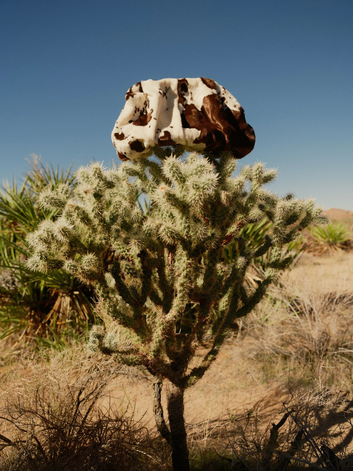 OMG Brand fashion campaign photographed in Joshua Tree, California, photo 6 of 10 — photographed by Tymur Deina, Los Angeles fashion photographer