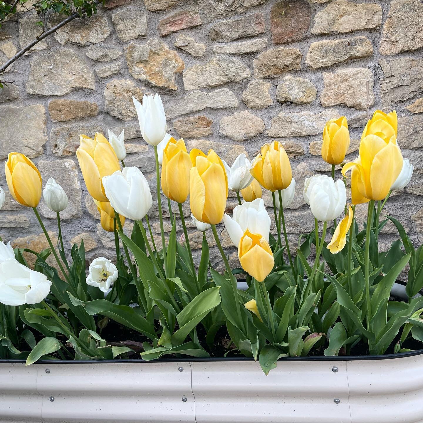 Whites &amp; Yellows 🤍💛 Last of the tulips&hellip; #hanaandgeorge #tulips #cottagegarden #flowers #bulbs #gardening #patioview #may