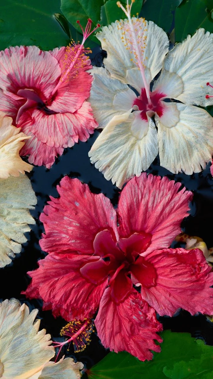 Hibiscus Heaven 4