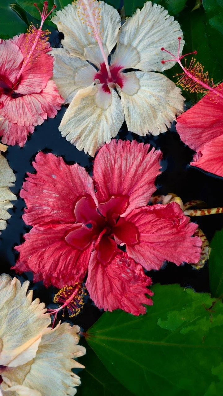 Hibiscus Heaven 3