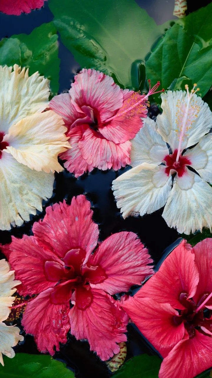 Hibiscus Heaven 1