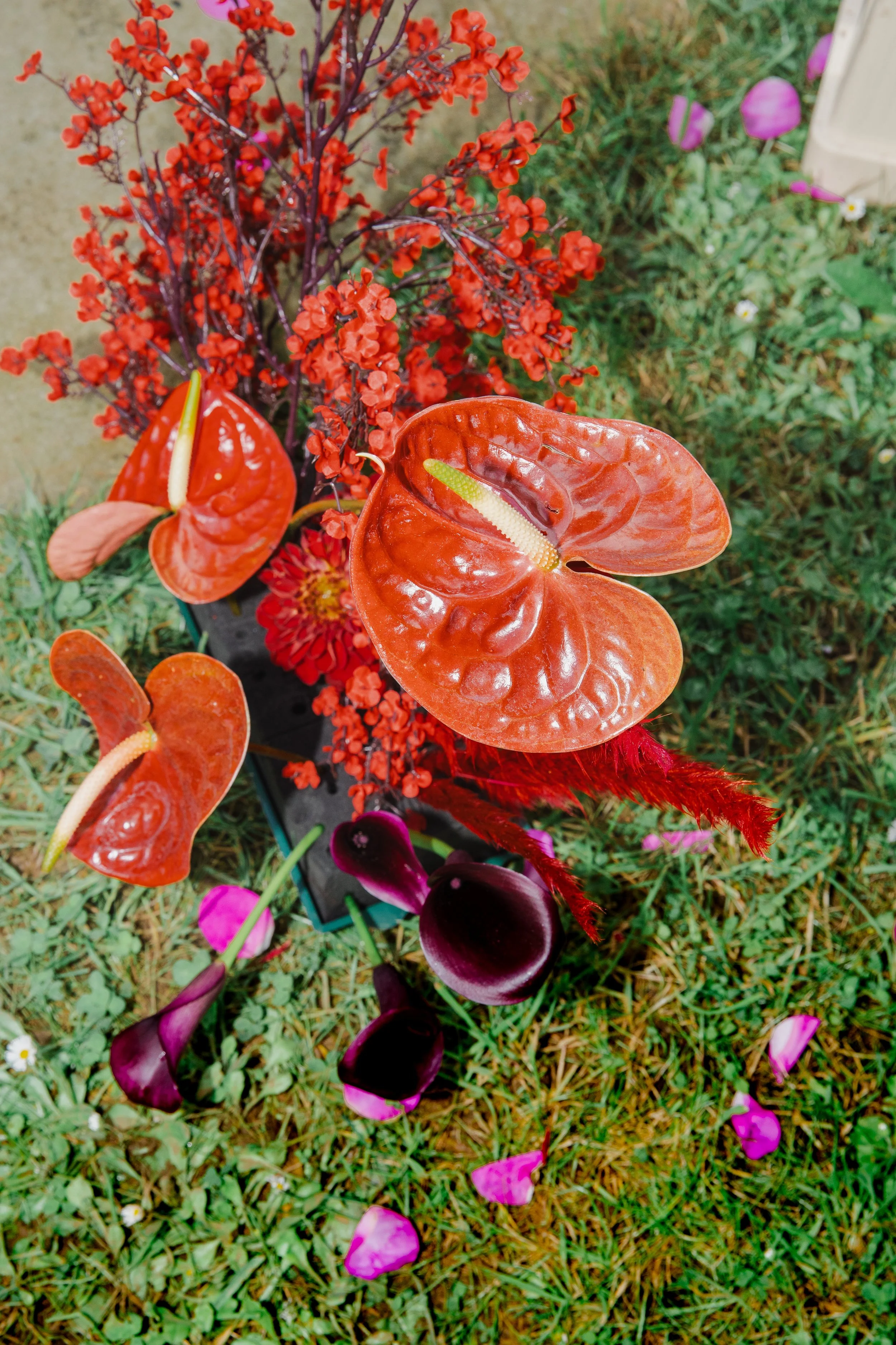 Plante decoratives rouges et violettes dans un jardin avec de petites fleurs et des pétales dispersés sur l'herbe.