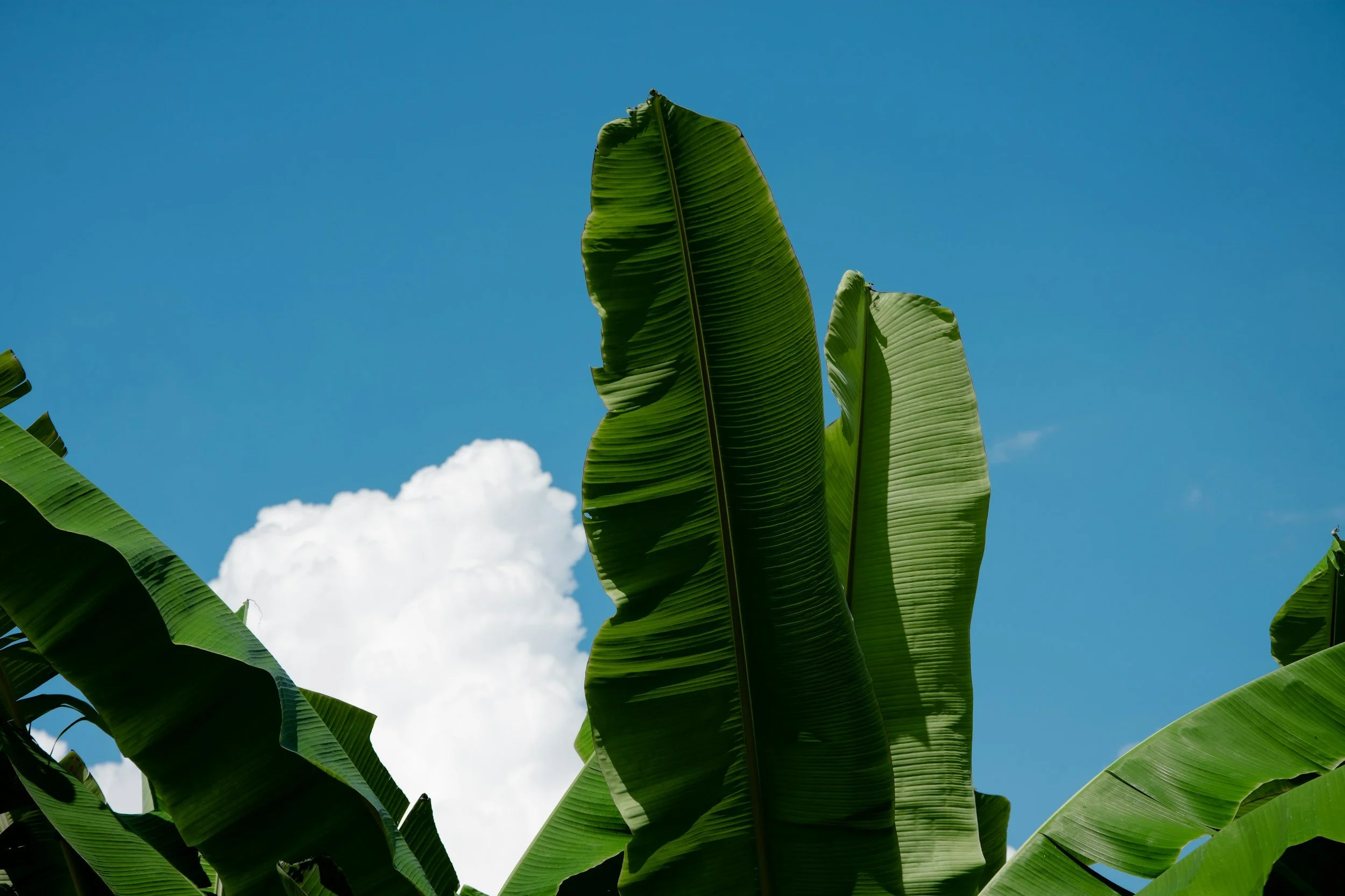 Close-up of green banana leaves against a blue sky with some white clouds.