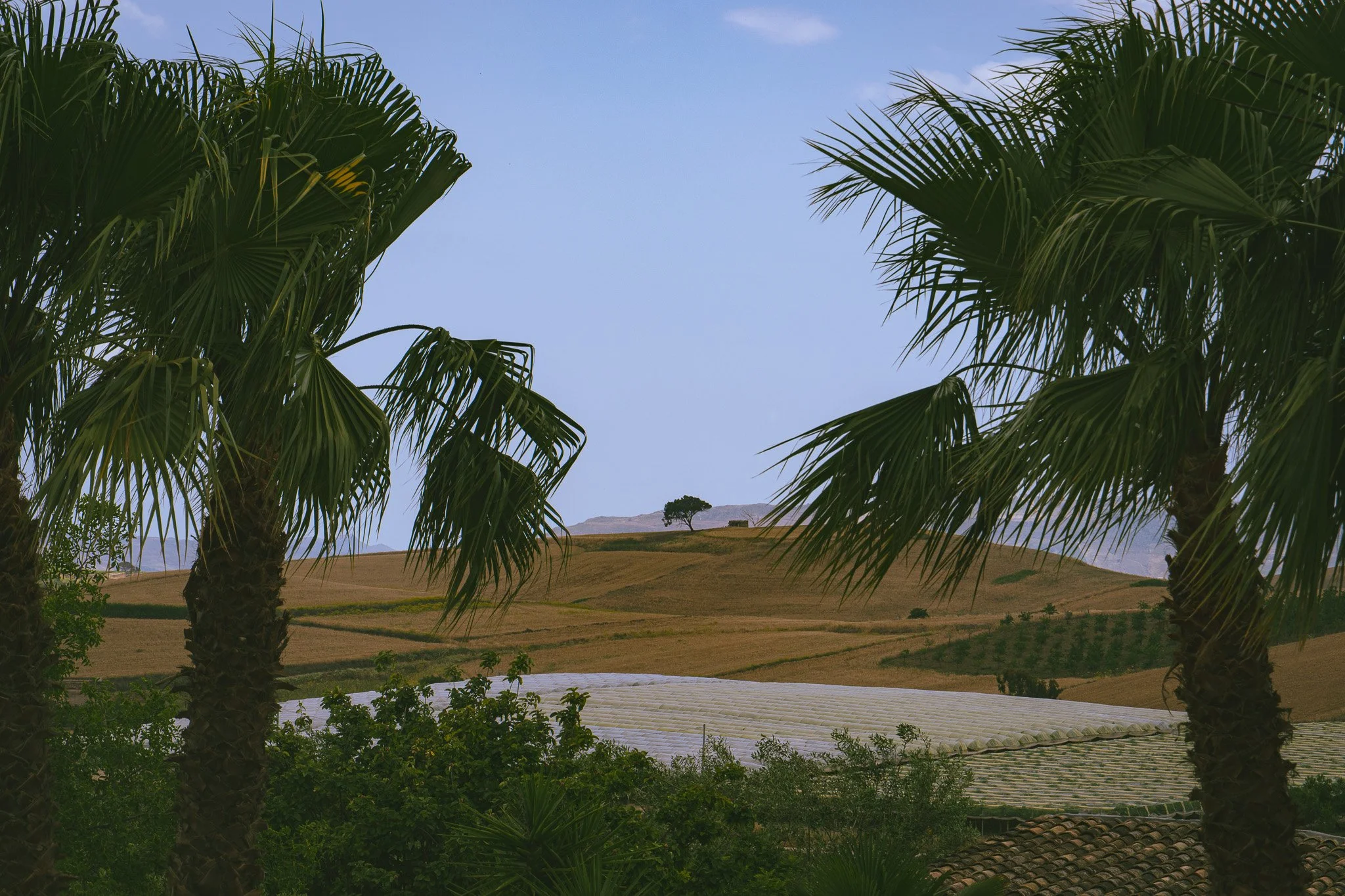 Sicilian Olive Farms