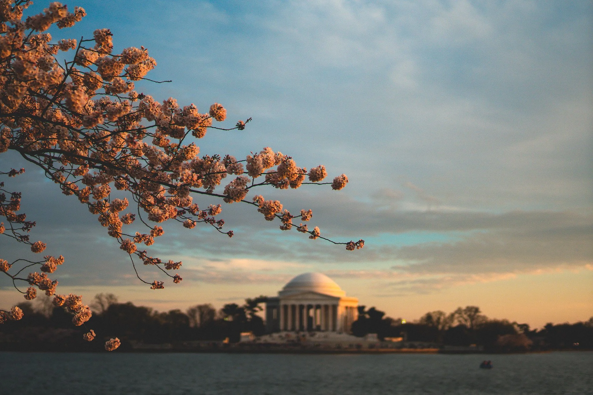 Cherry Blossoms