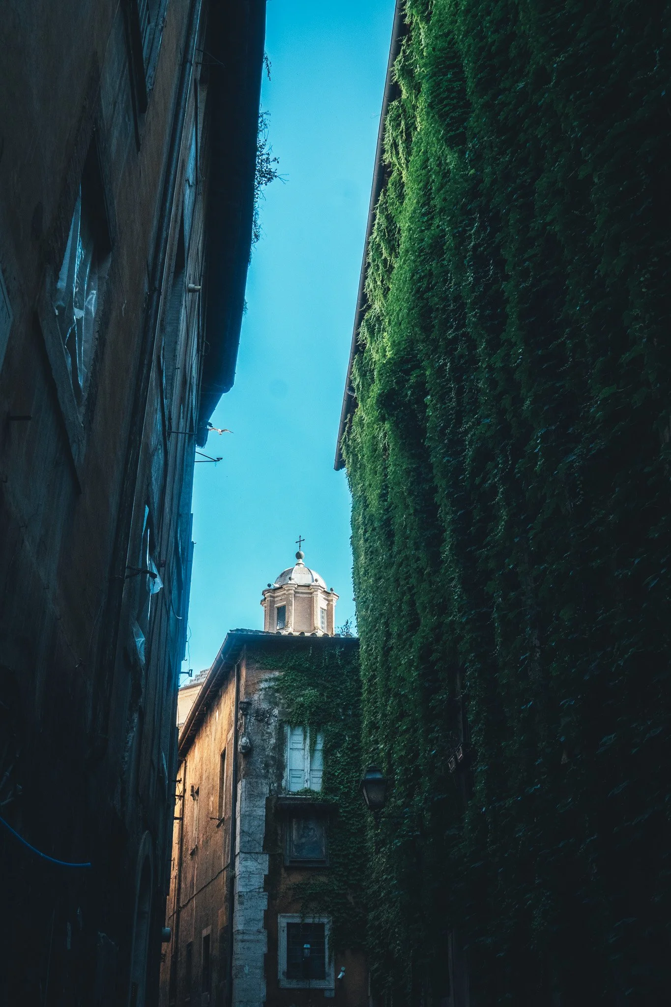 Roman Ivy