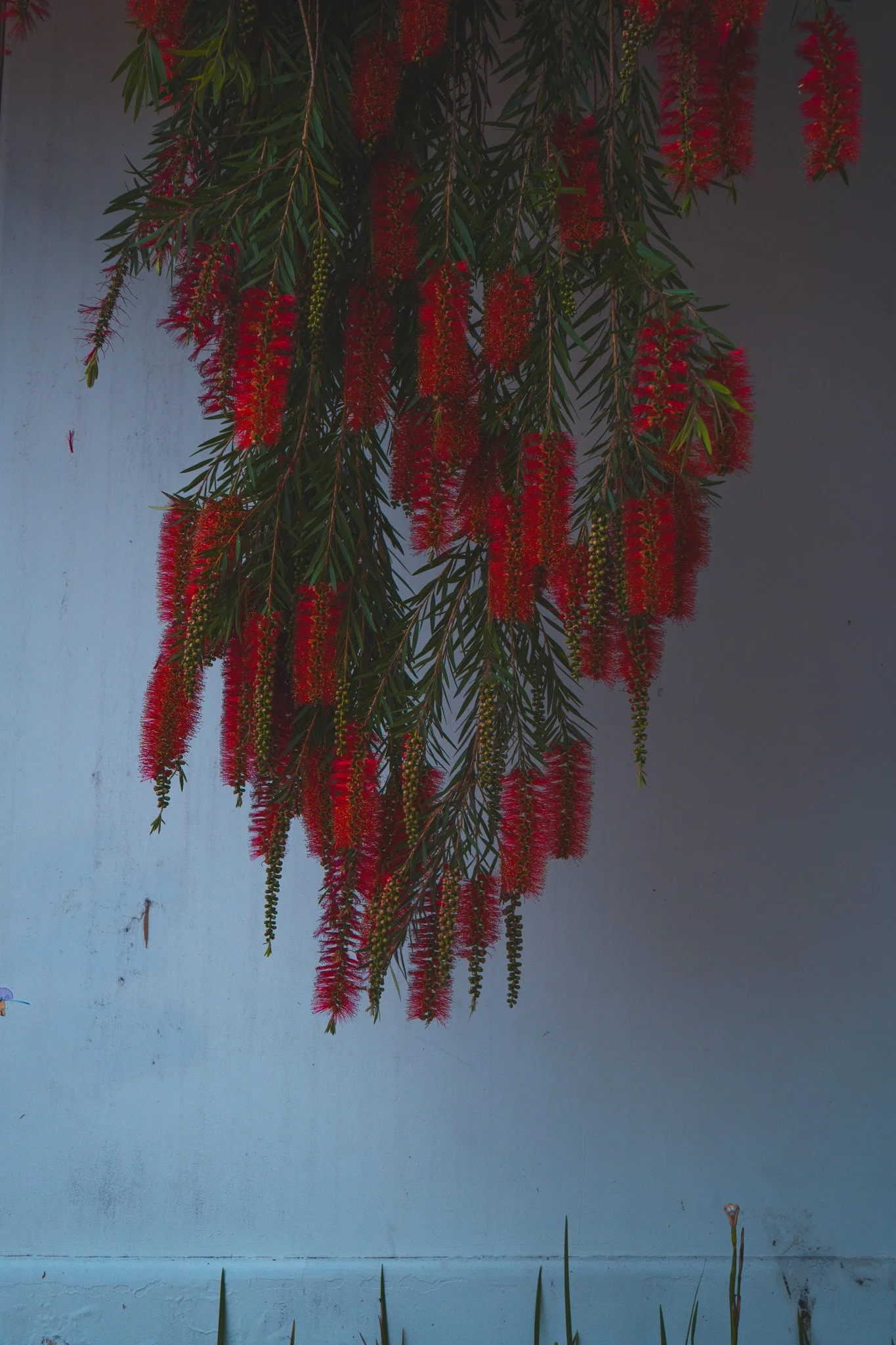 Dangling Reds