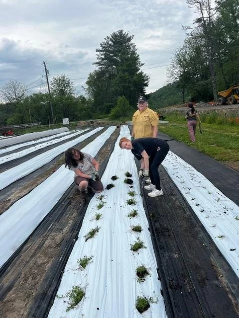 Volunteers planting in rows of the farm field