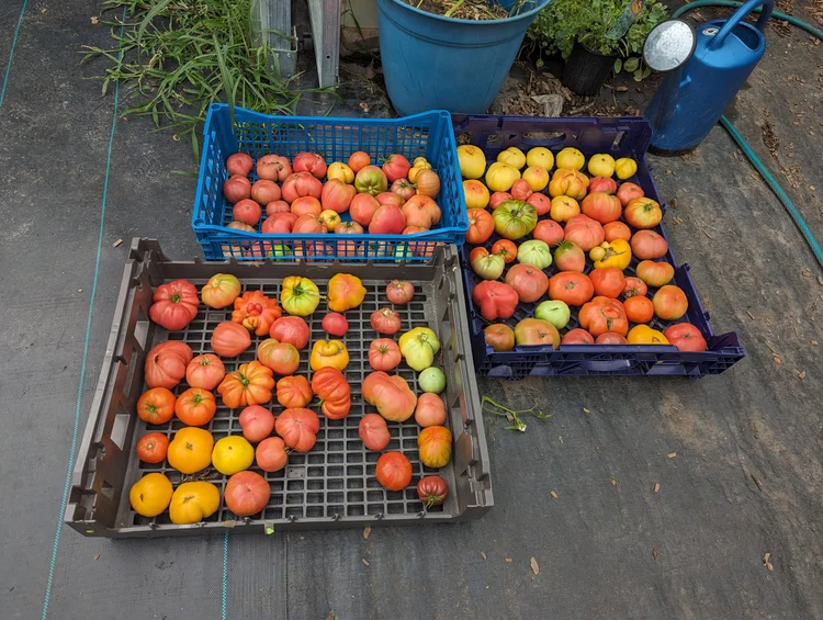 Crates full of freshly picked heirloom tomatoes