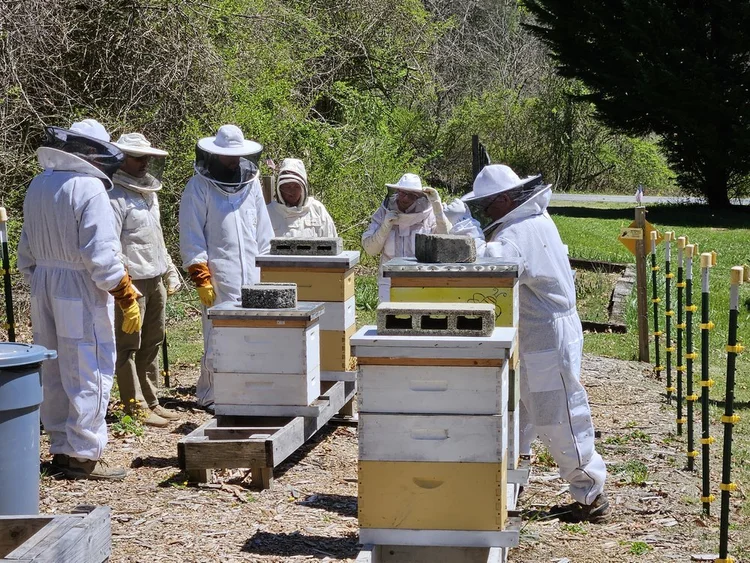 Beekeepers in protective suits tending hives at the farm