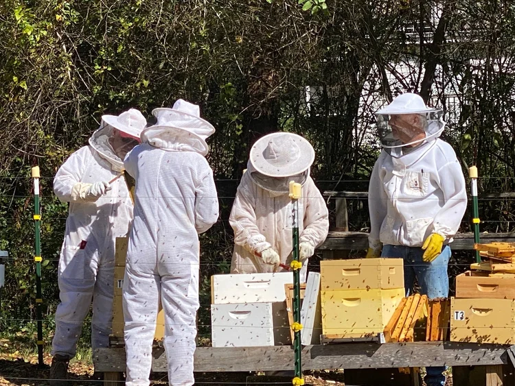 Volunteer beekeepers in white suits inspecting a hive