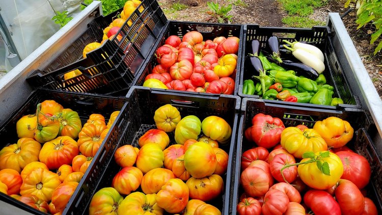 Crates of freshly harvested tomatoes and peppers