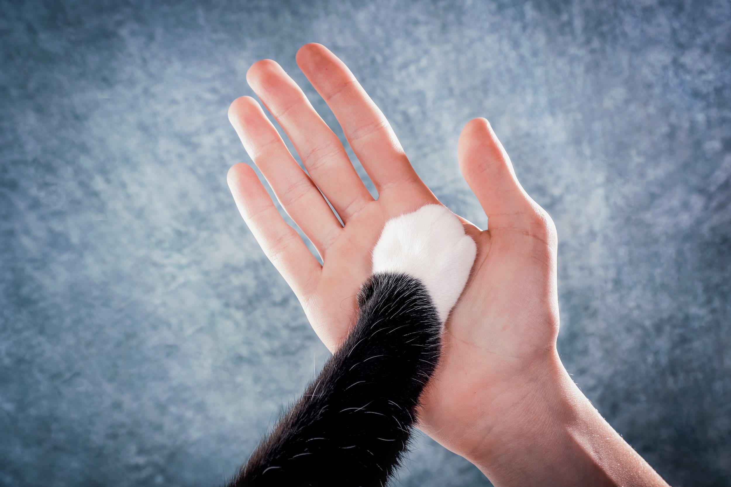 Cats & Community