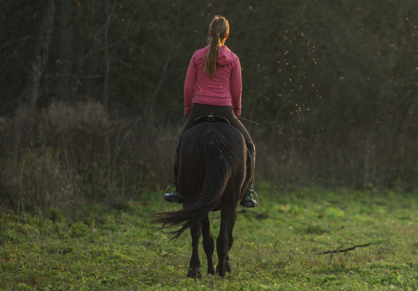 Feel drawn to horses but don’t want to ride