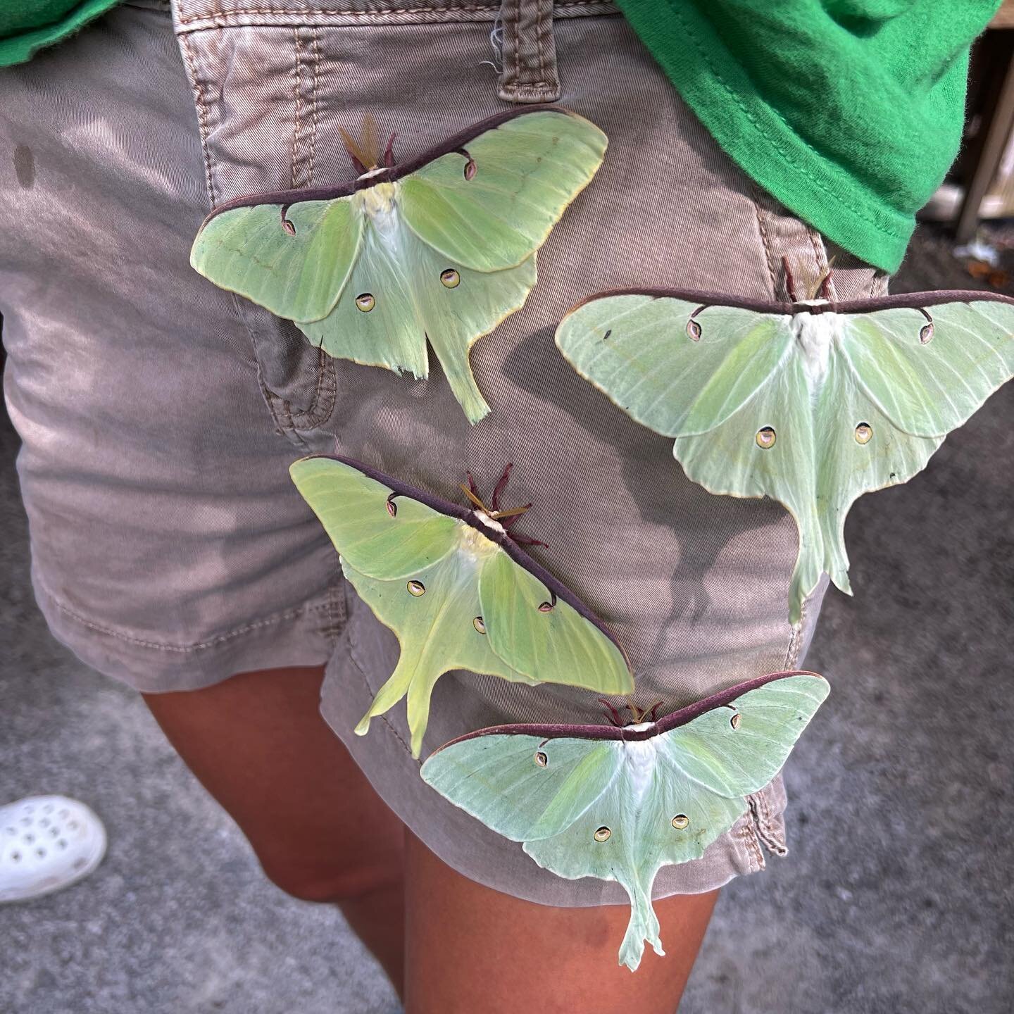 6 of our Luna moths emerged just in time for the beginning of national moth week! You can attract these beauties by grabbing a sweet gum tree which are 25% off until Tuesday 🦋