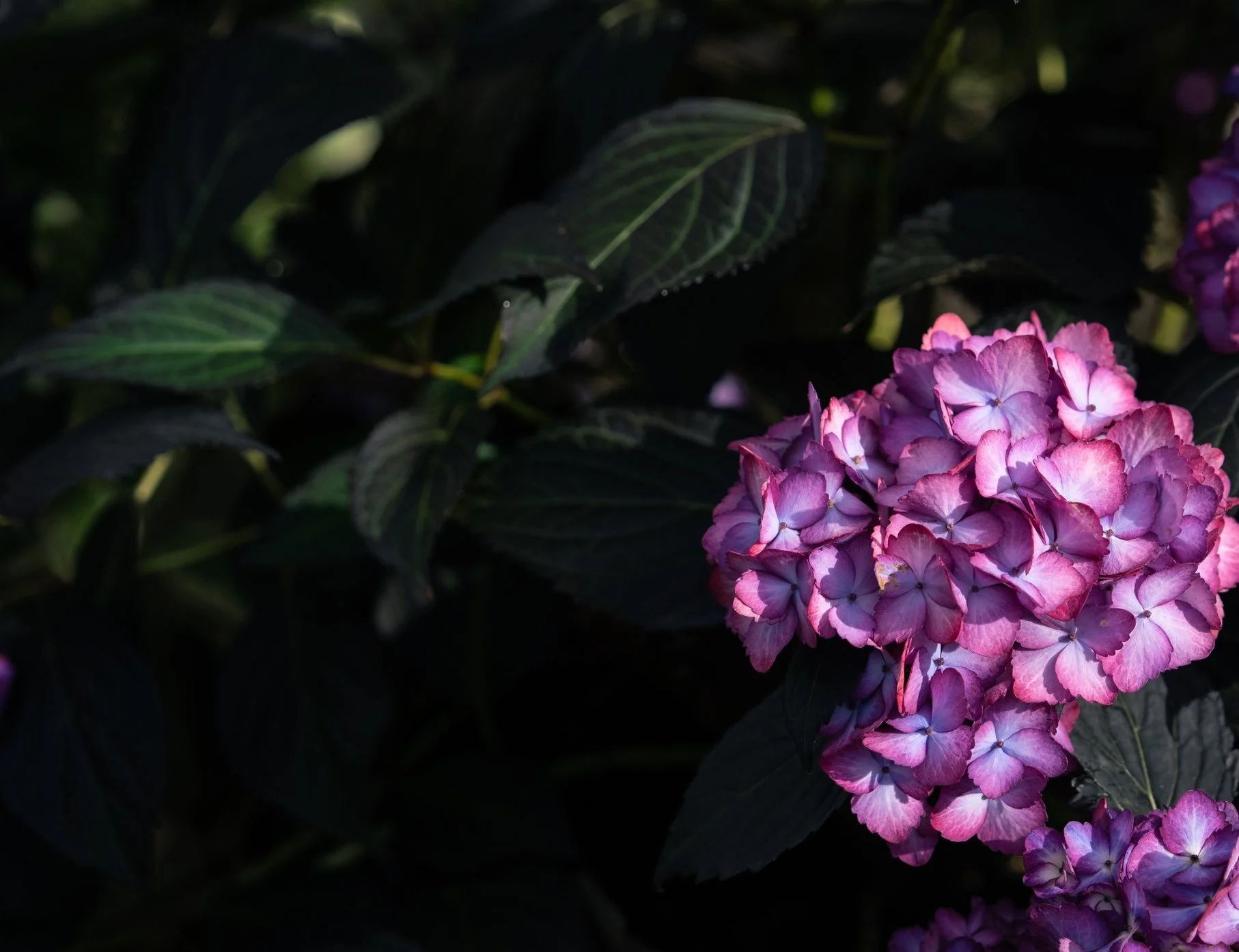 signin — The Butterfly Greenhouse