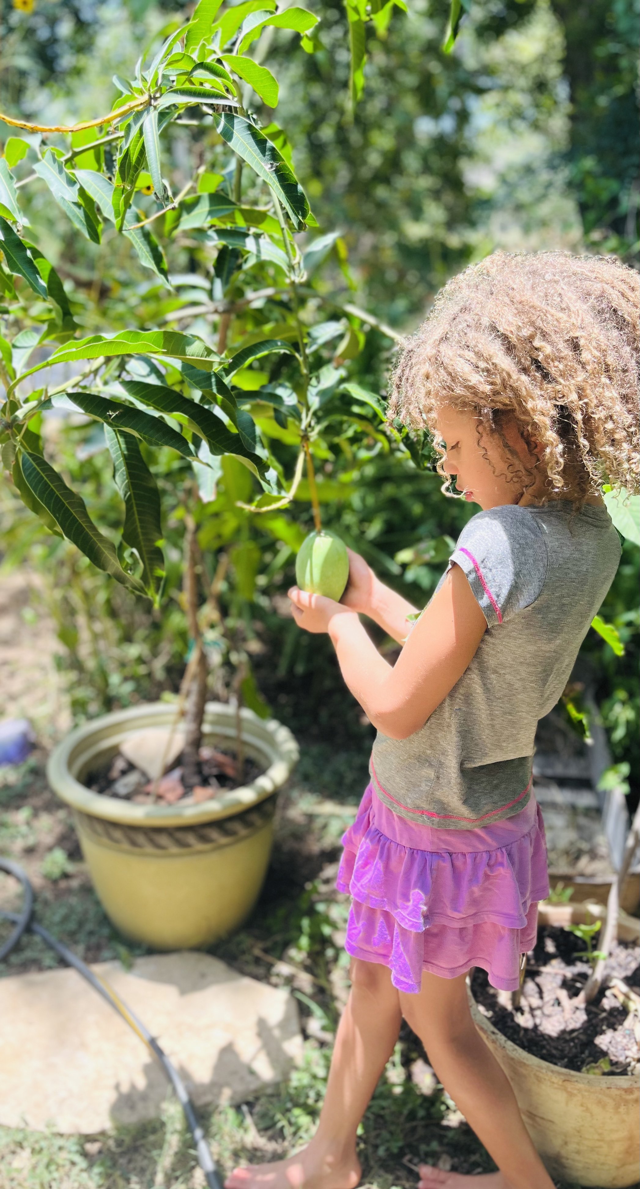 Growing Mangoes in pots around Austin, Central Texas, and the Texas Hill Country