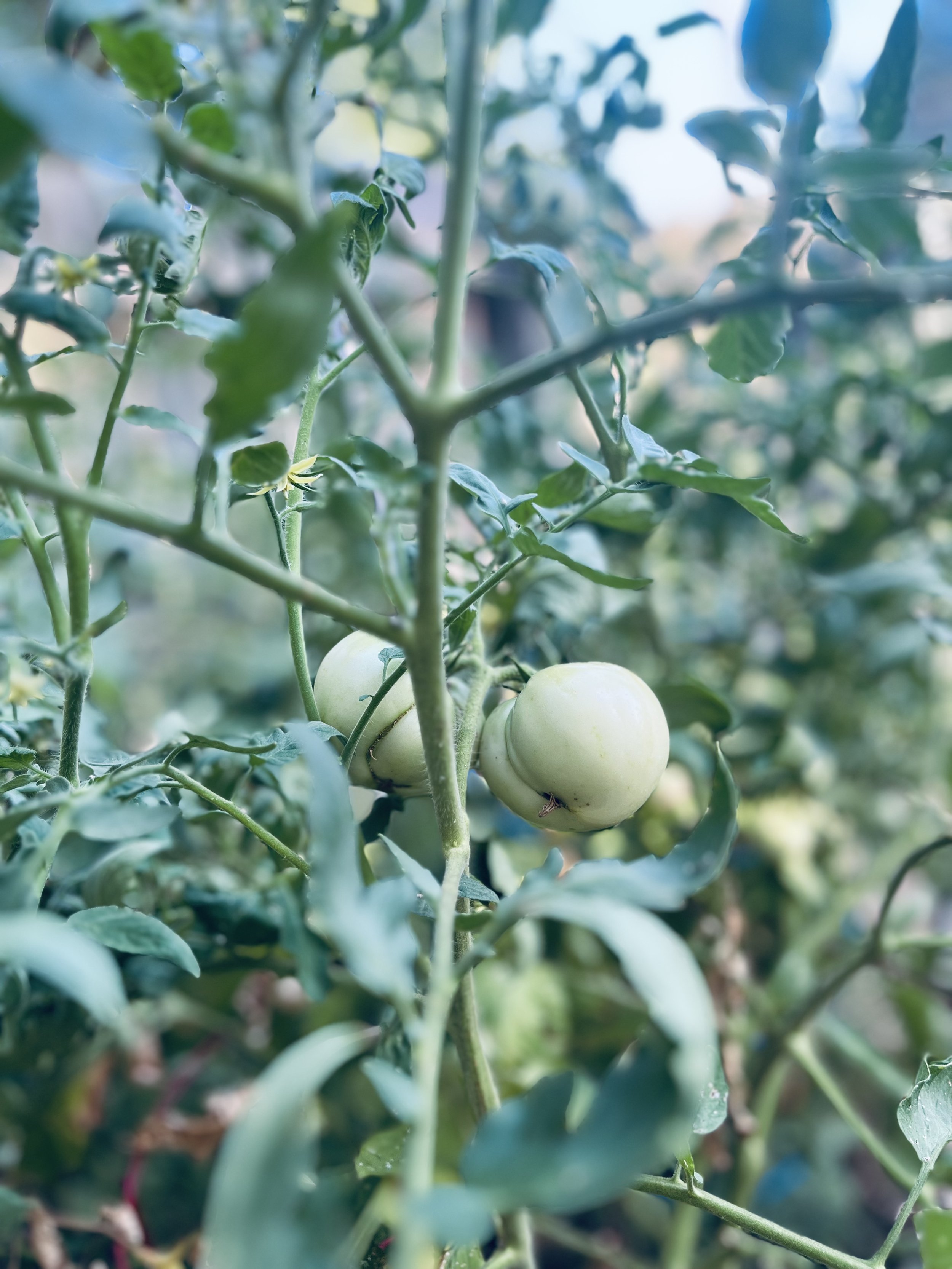 Tomatoes flowering and ripening in the drought, 100 + degrees, with hand watering , in Austin Area, Central Texas, Hill Country