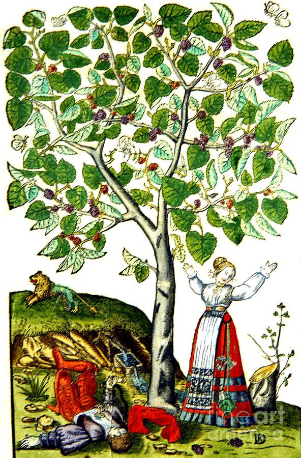"Effortless Notebook" (Image: Mulberry Tree, Ovid's Pyramus and Thisbe) Student Access