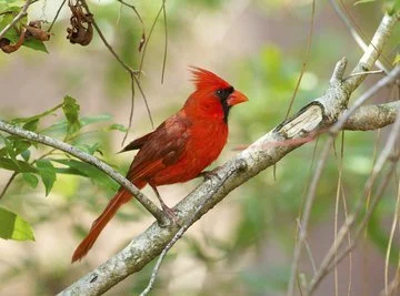 The Cardinal