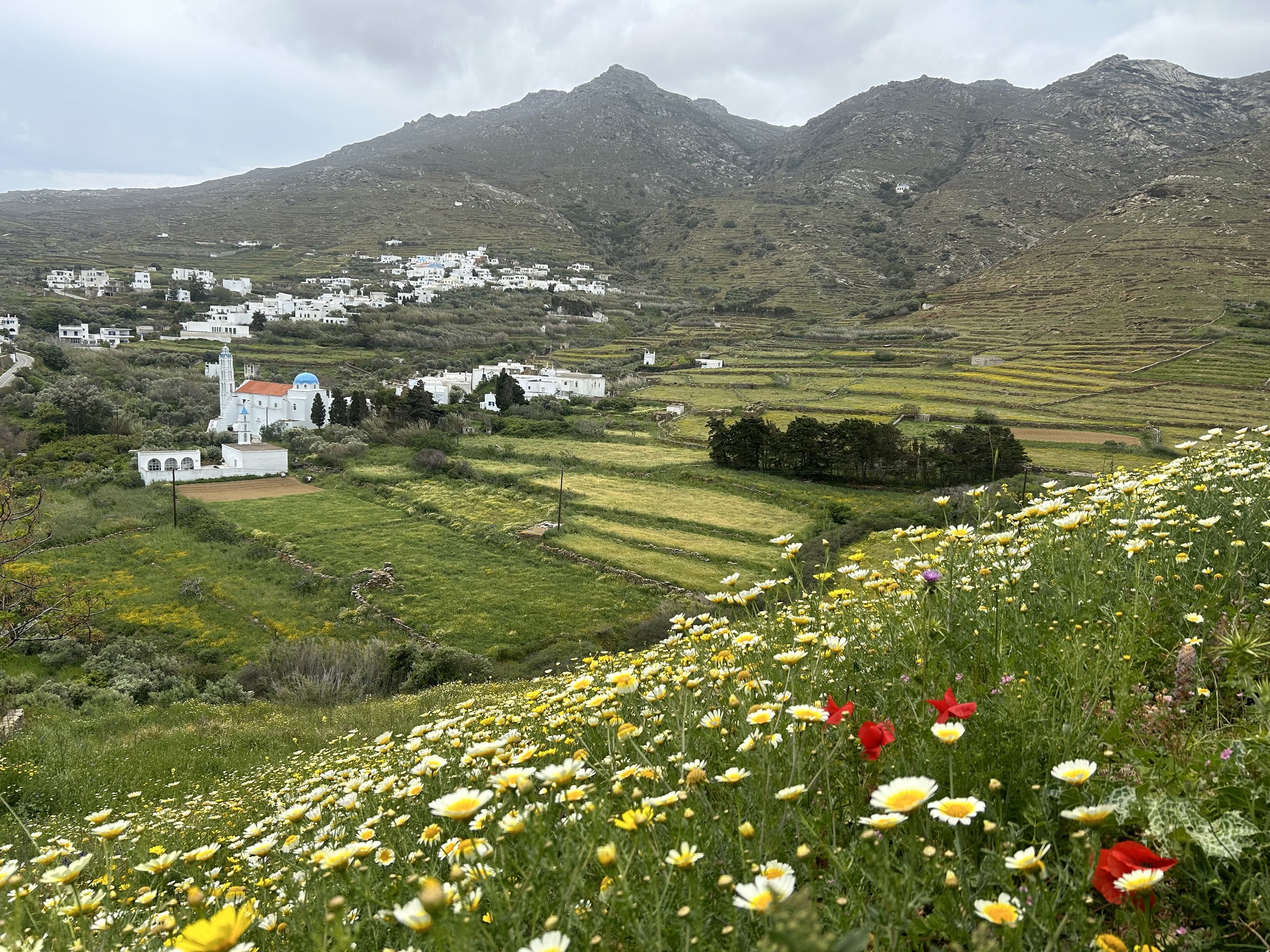 April's Wild Flowers