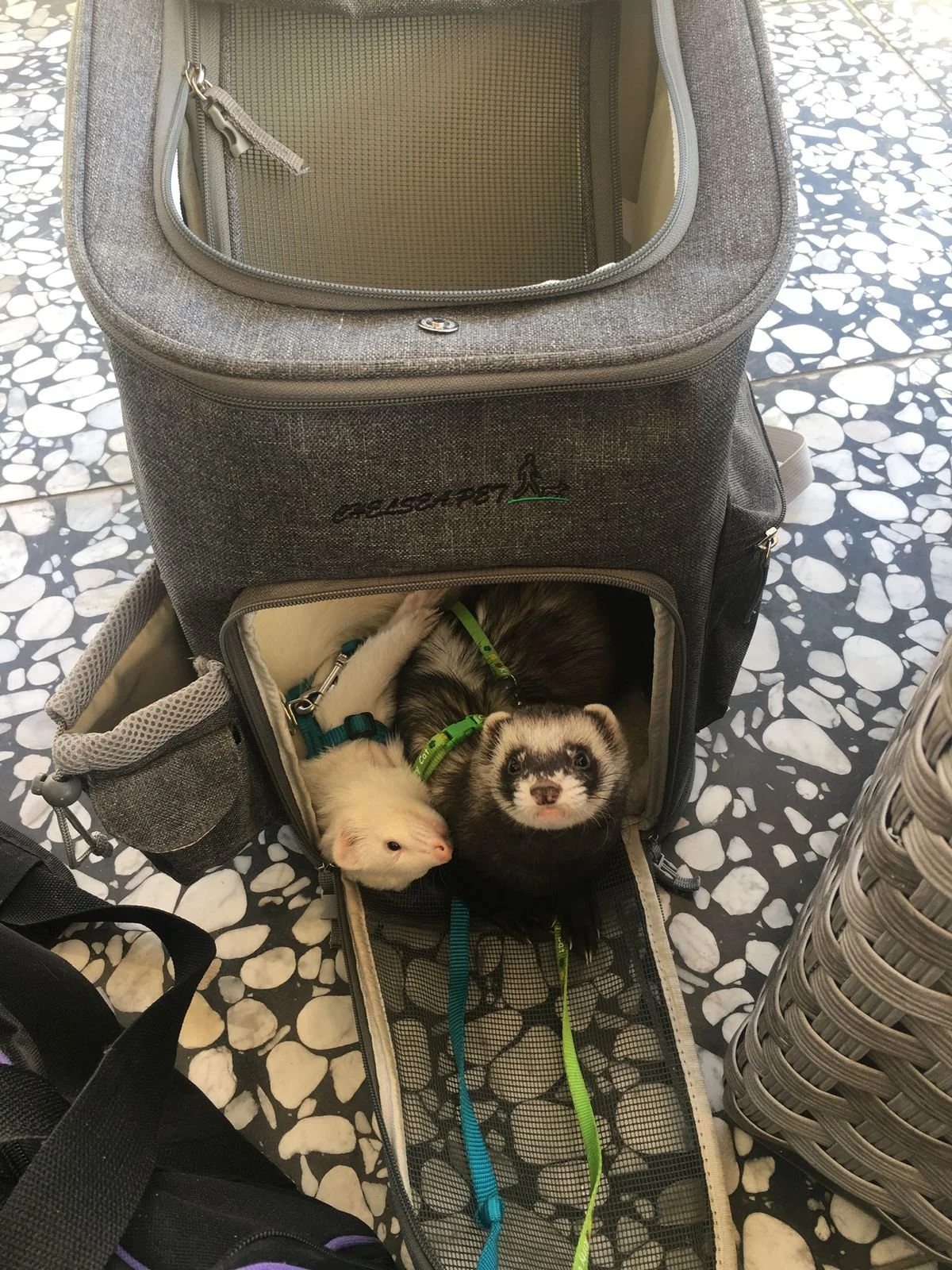 Kouk "The Loon" and Feebie "The Moon": The 'Looner' Eclipse; Who Took a Bite From The Moon!?