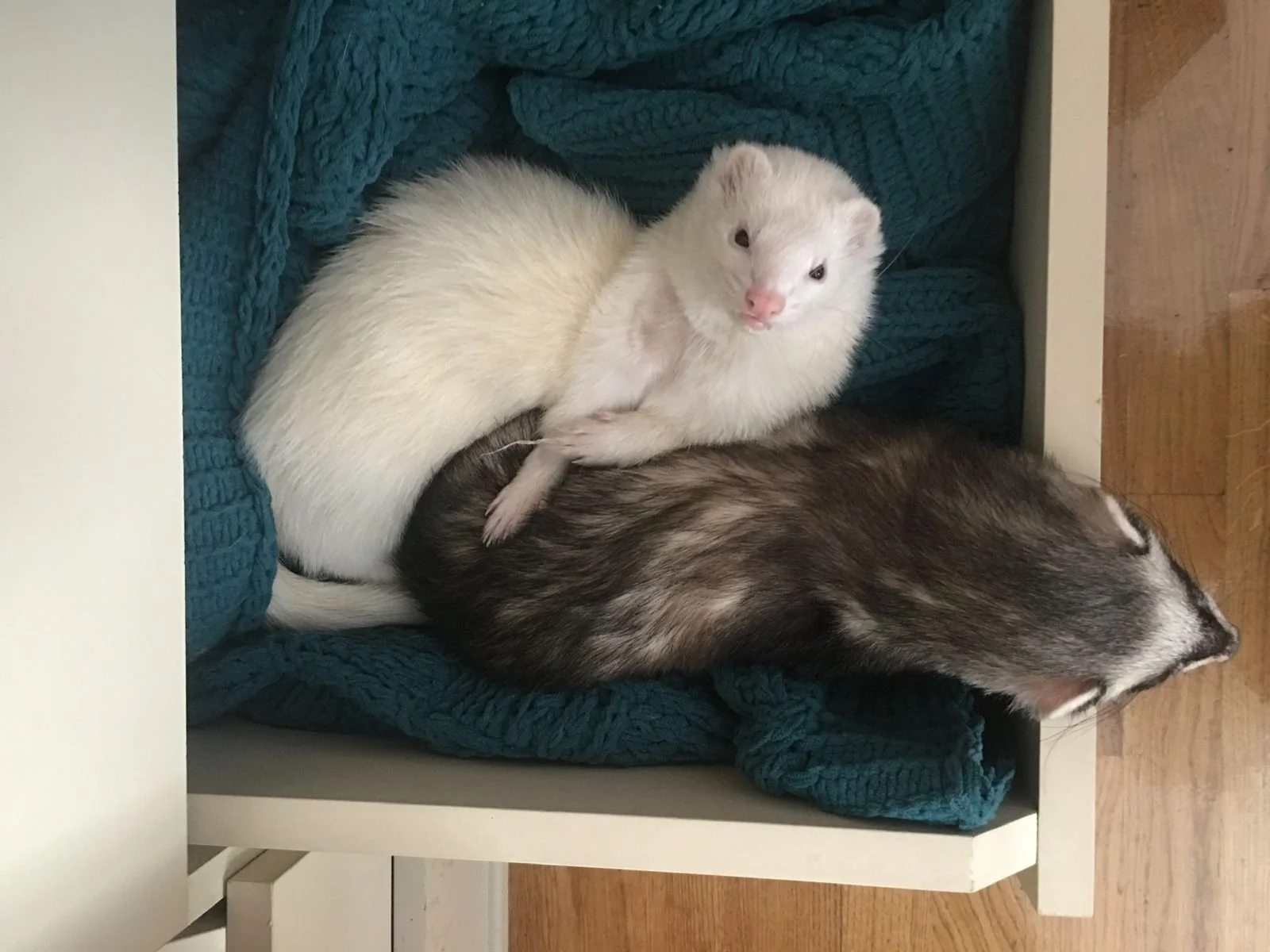 Kouk “The Loon” and Feebie “The Moon”: Kouk and Feebie Visit an Ancient Lion