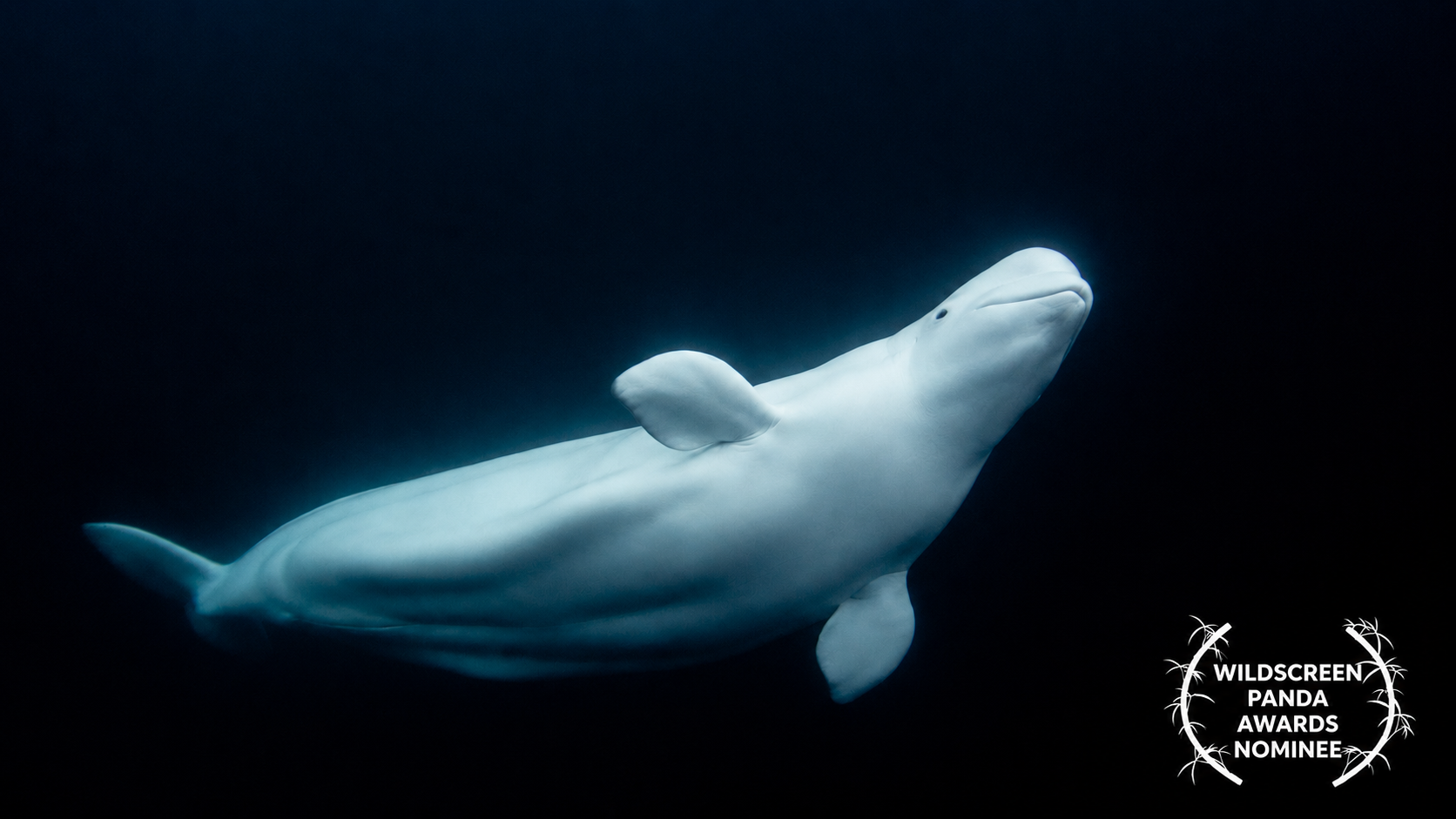 Secrets of the Spy Whale (BBC Two/NRK: 1x90)