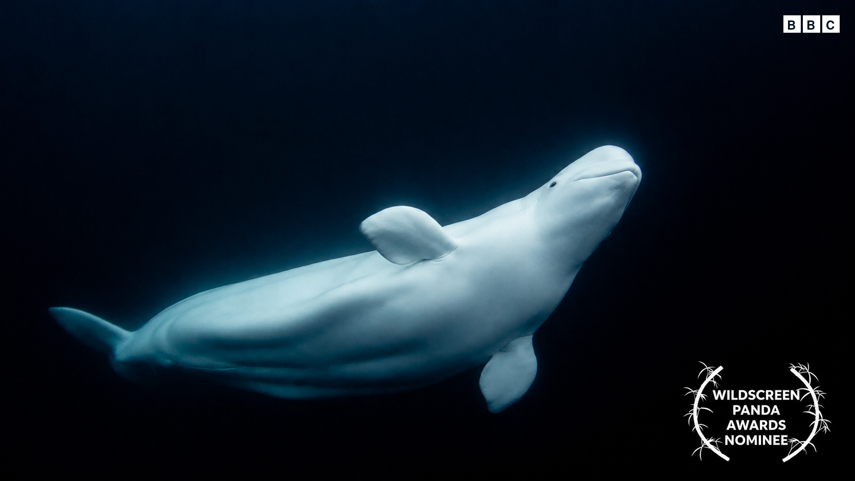 Secrets of the Spy Whale (BBC Two/NRK: 1x90)
