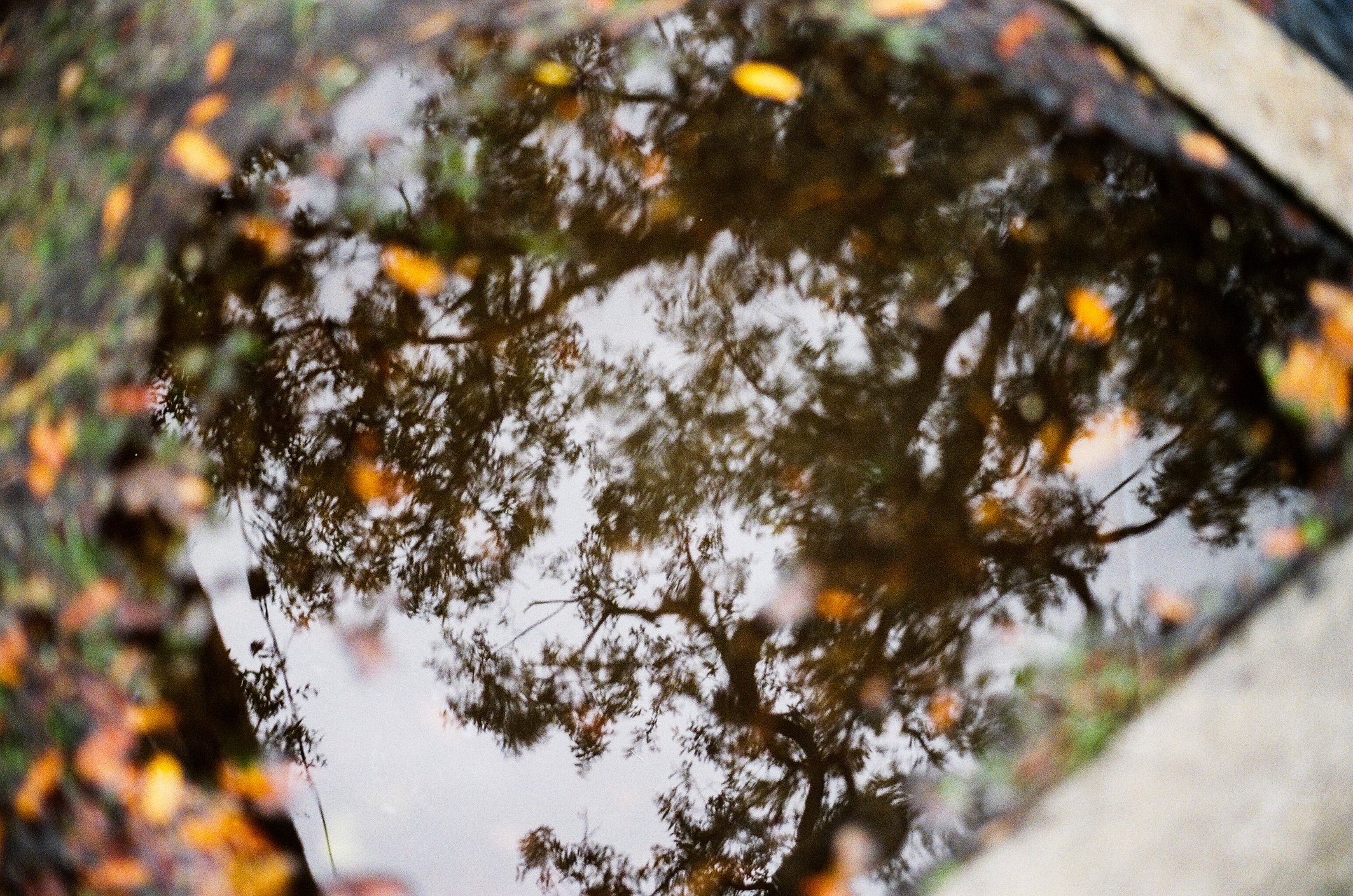 tree puddle.jpg