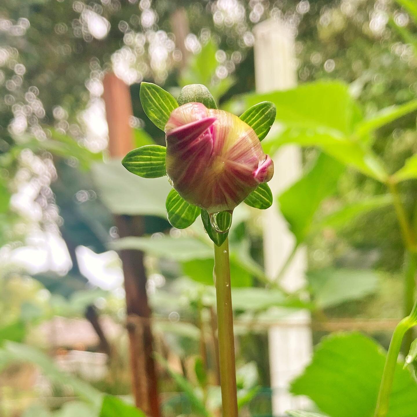 We can get so impatient with life right? 

I&rsquo;ve been waiting for this dahlia flower I&rsquo;ve been growing to bloom for over a week. It just continues to stay in this tight bud. Hurry up! 

And I know this impatience well in my own life, and I