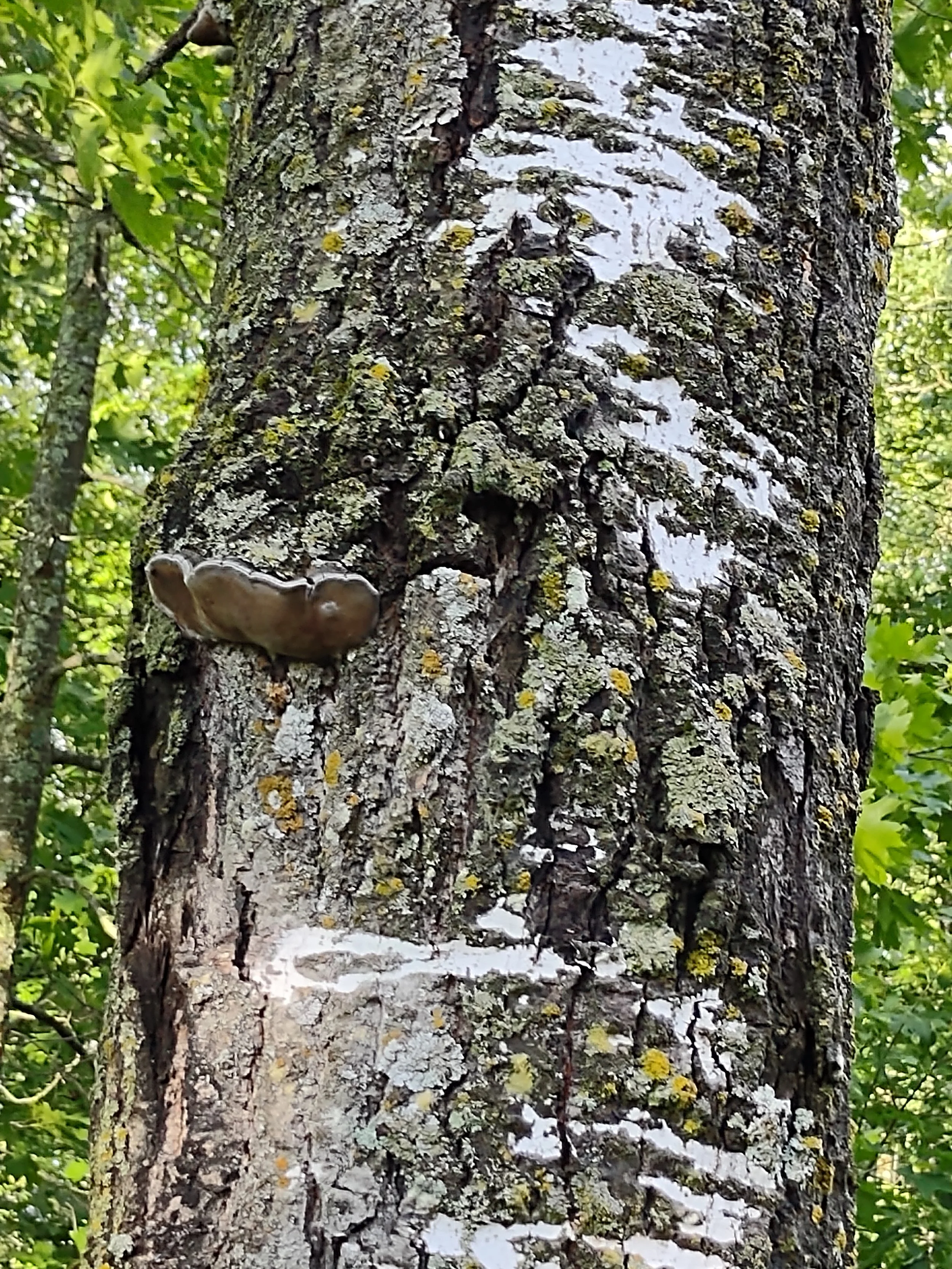 Old Birch Bark with Shelf Mushroom Photgraph by Linda Rother
