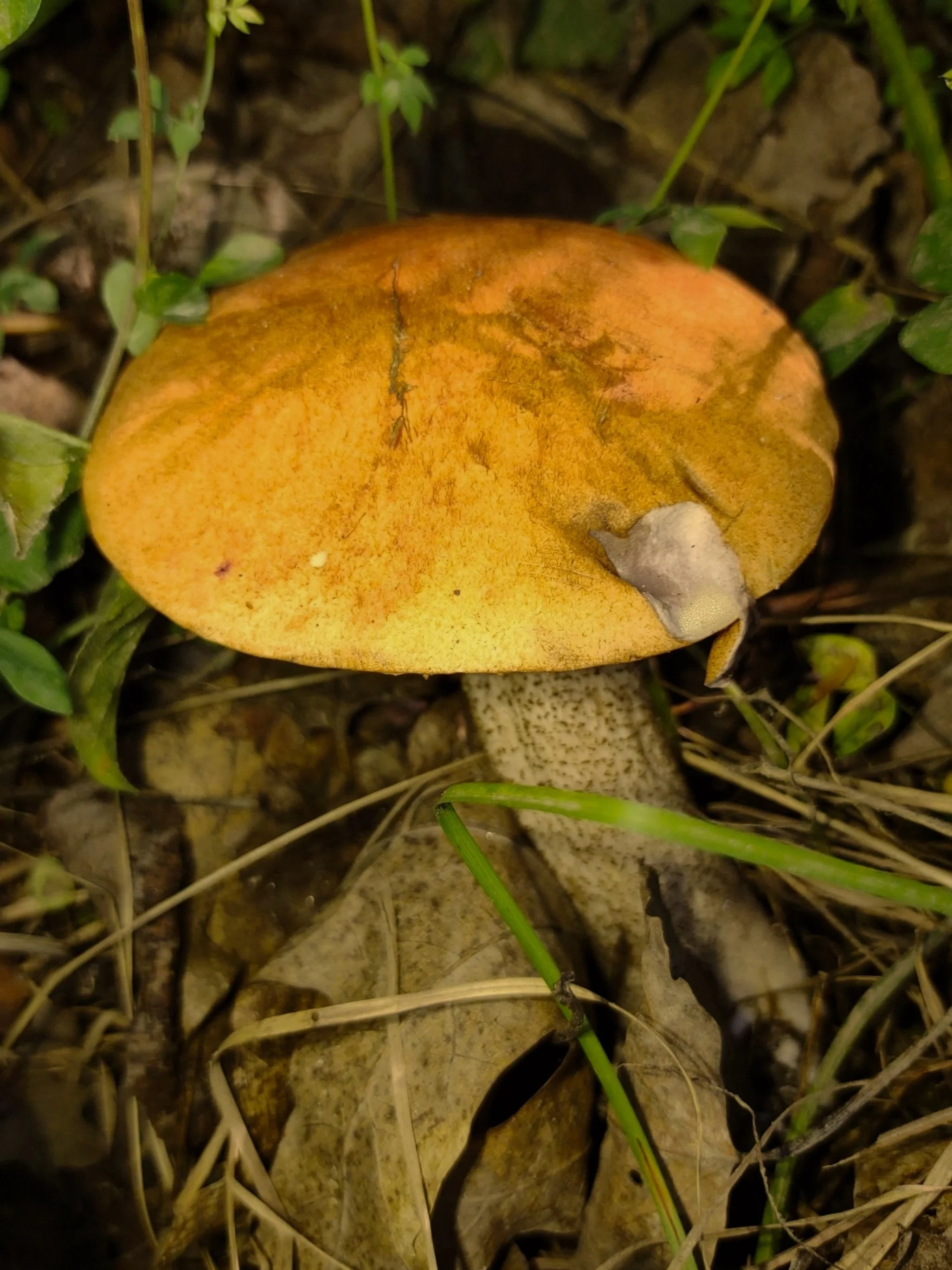 Yellow Mushroom by Linda Rother