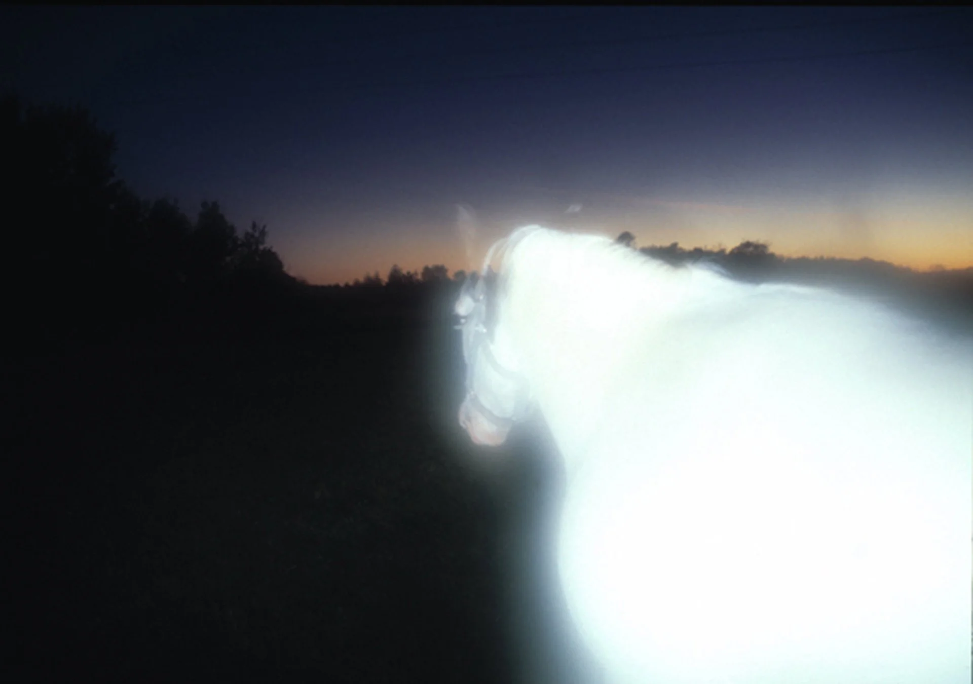 Medicine Hat Horse Transending