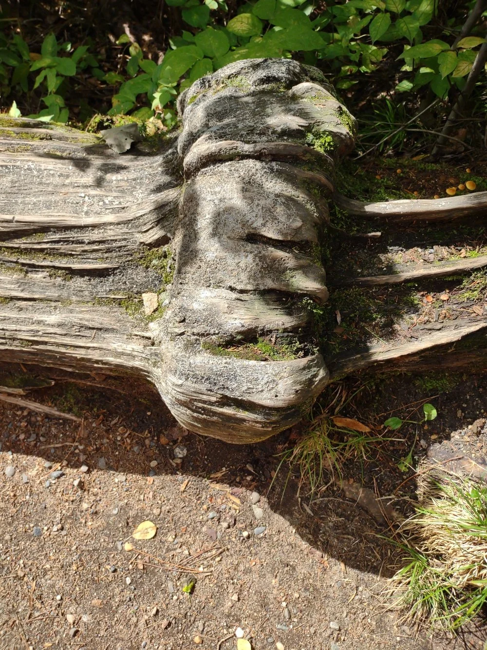 Womb Root Photograph by Linda Rother