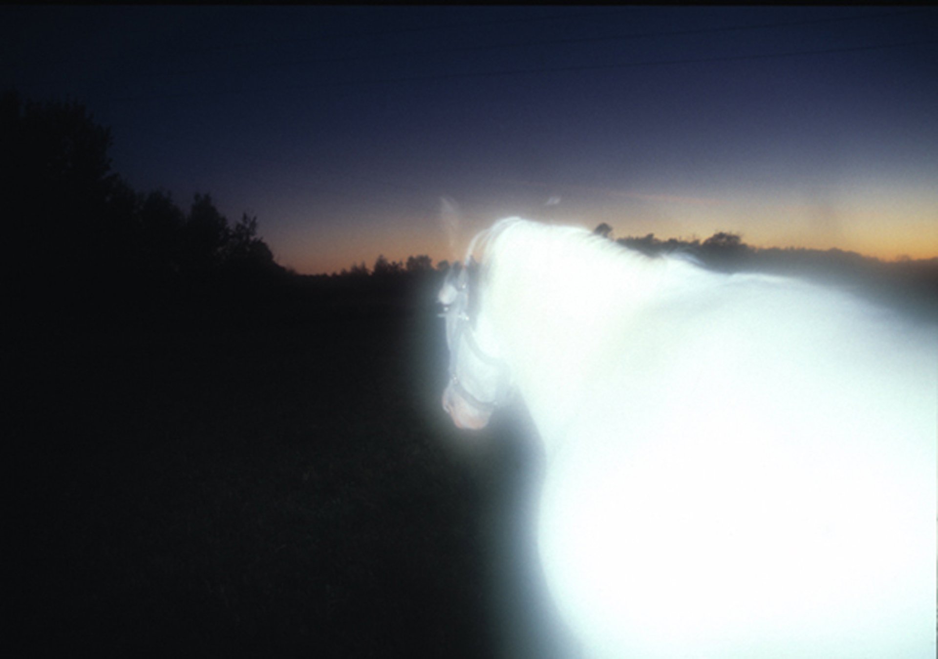 Medicine Hat Horse Transcending Photograph by Linda Rother