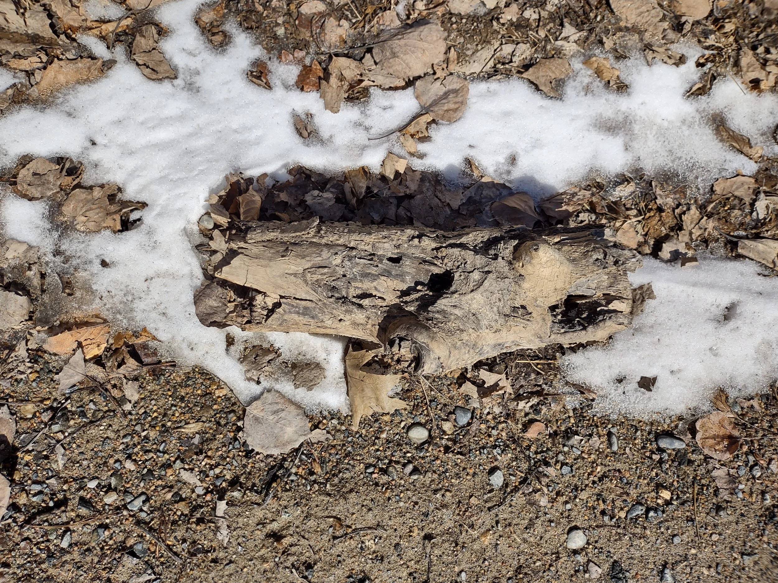 Branch, Snow, Gravel Photograph By Linda Rother