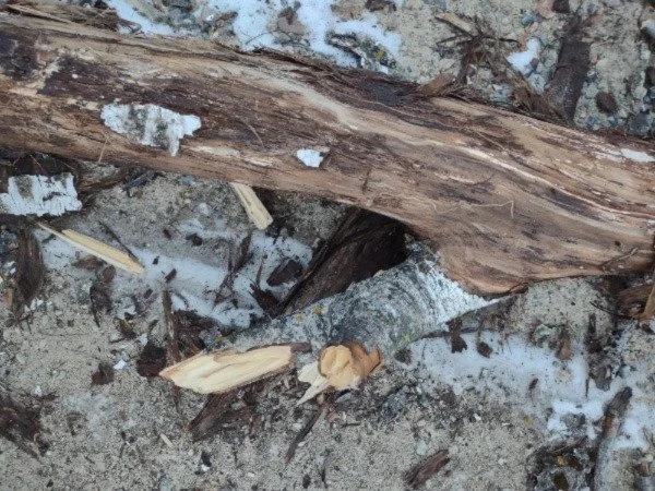 Broken Branch Frost Photograph by Linda Rother