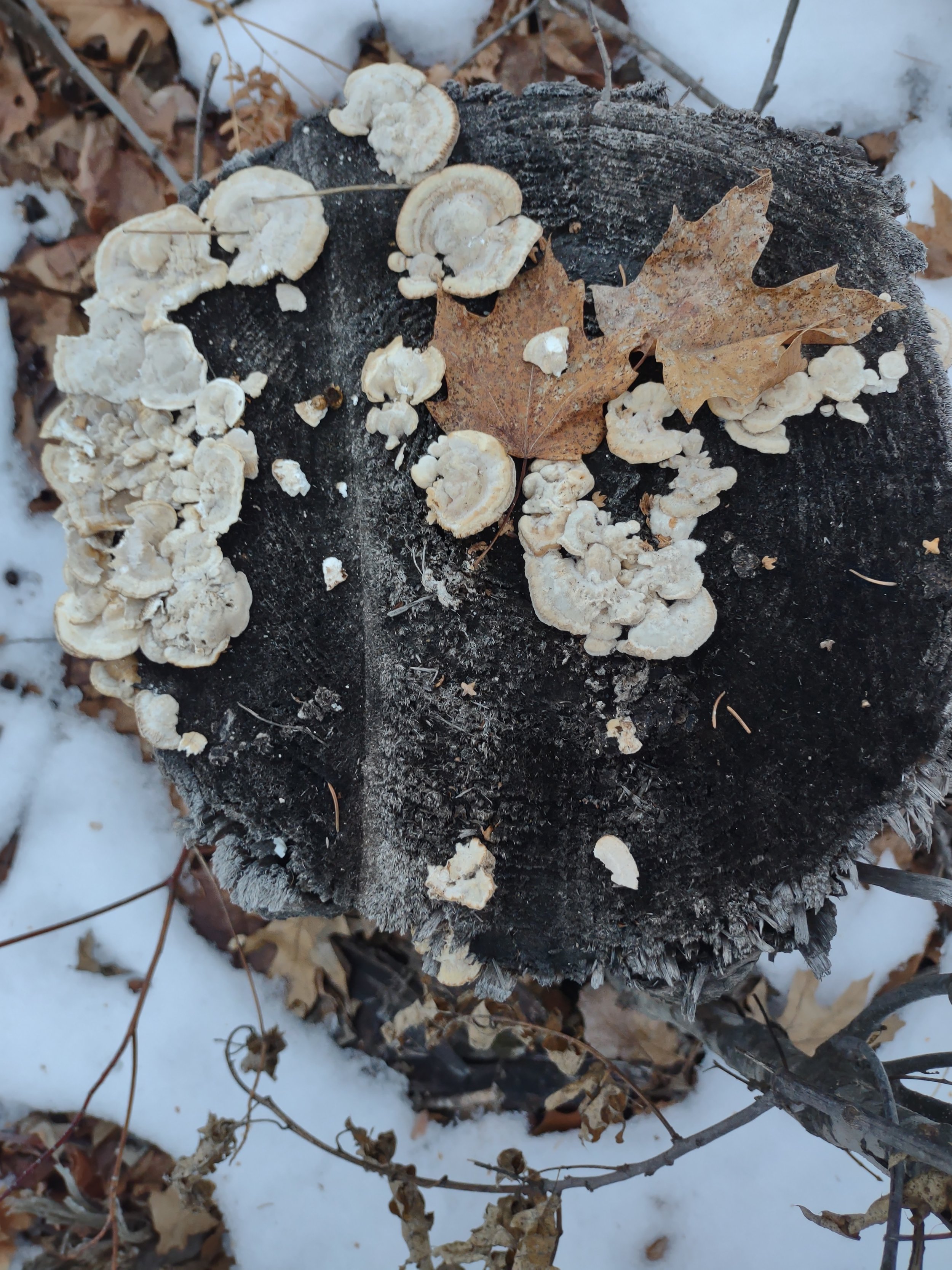 Lichen and Stump Photograph by Linda Rother