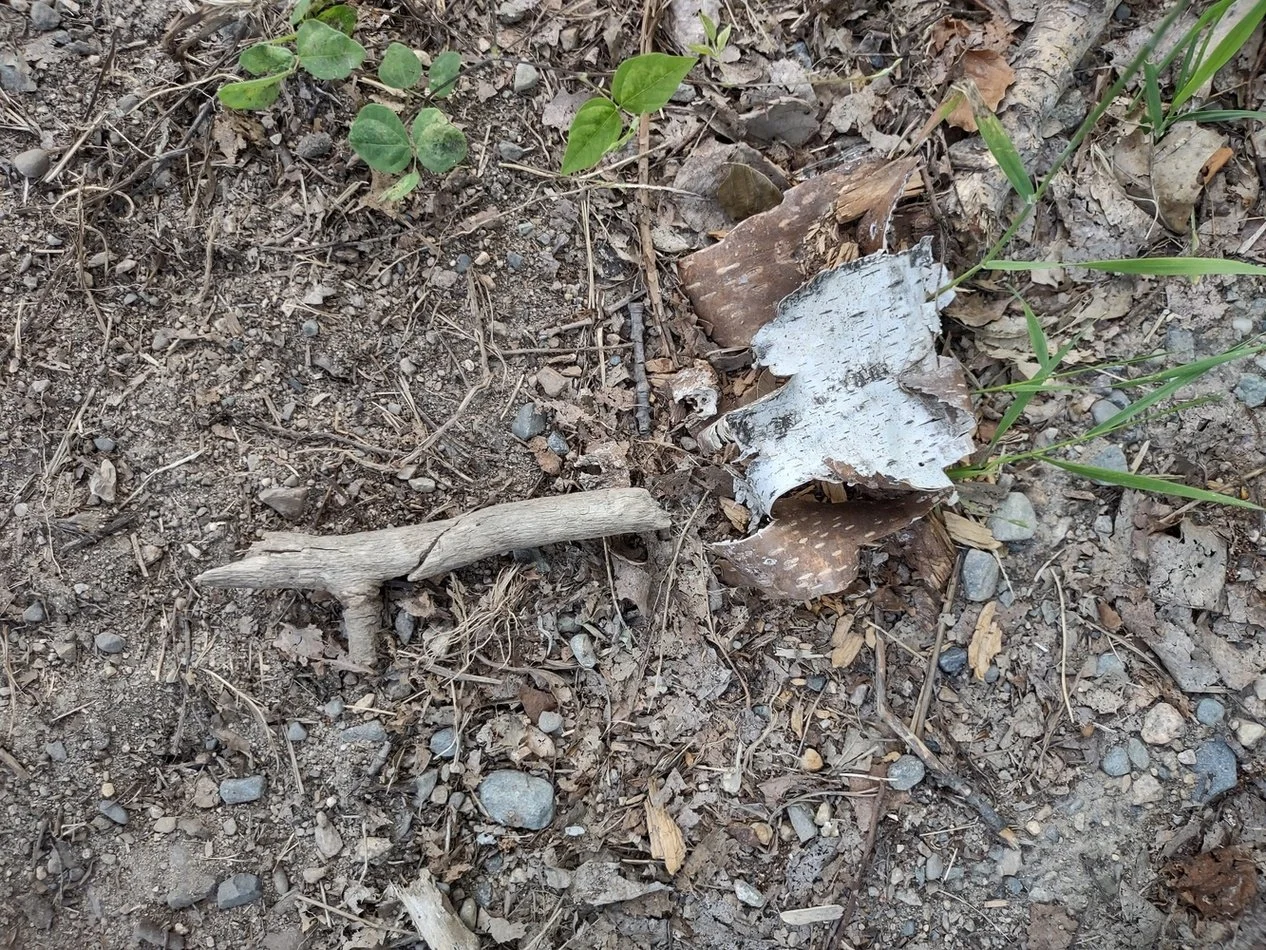 Birch Bark and Broken Branch Photo by Linda Rother