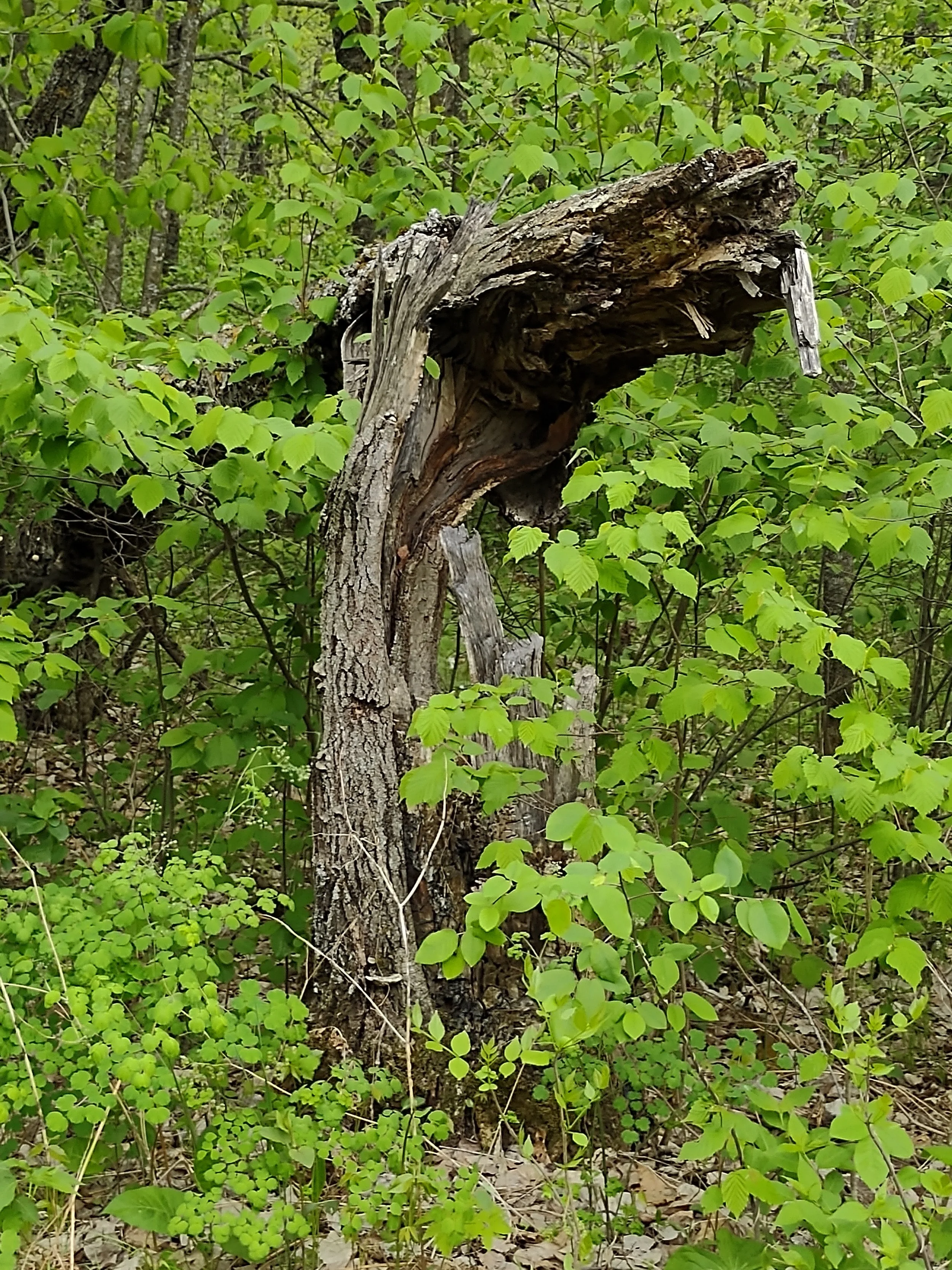 Horse Tree Photograph by Linda Rother
