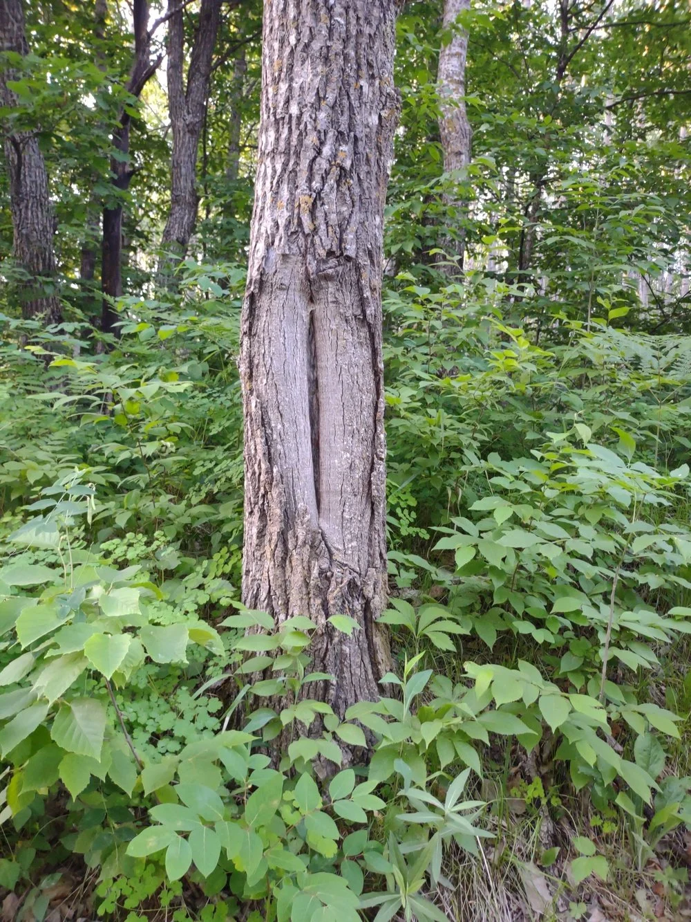 Woman Tree Photograph by Linda Rother