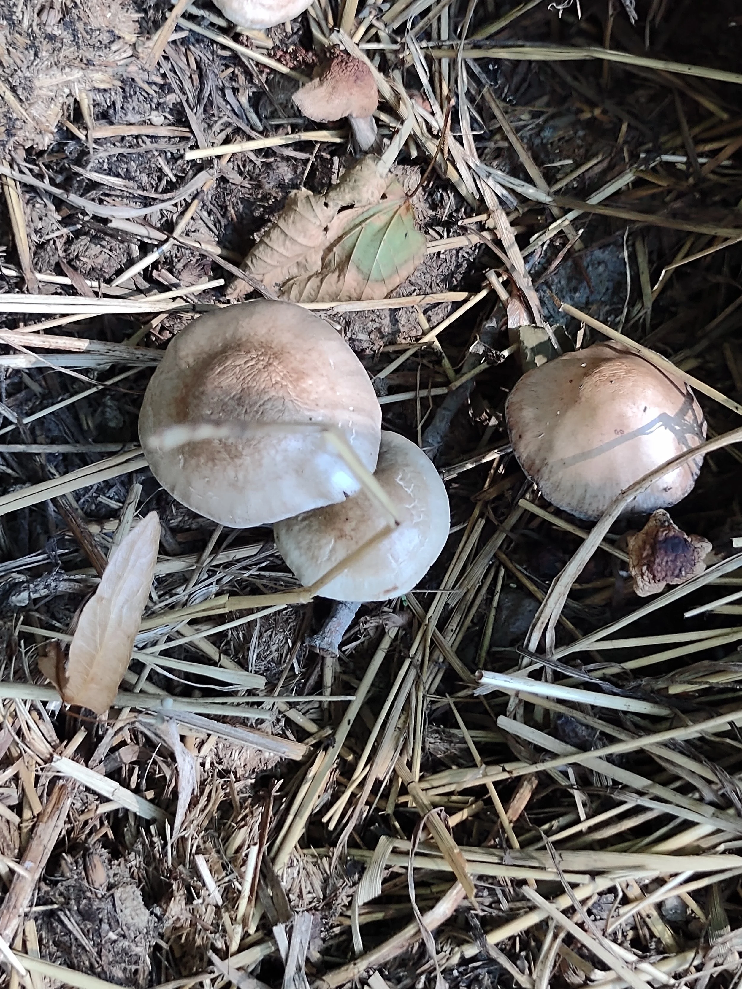Mushrooms in Straw Photograph by Linda Rother