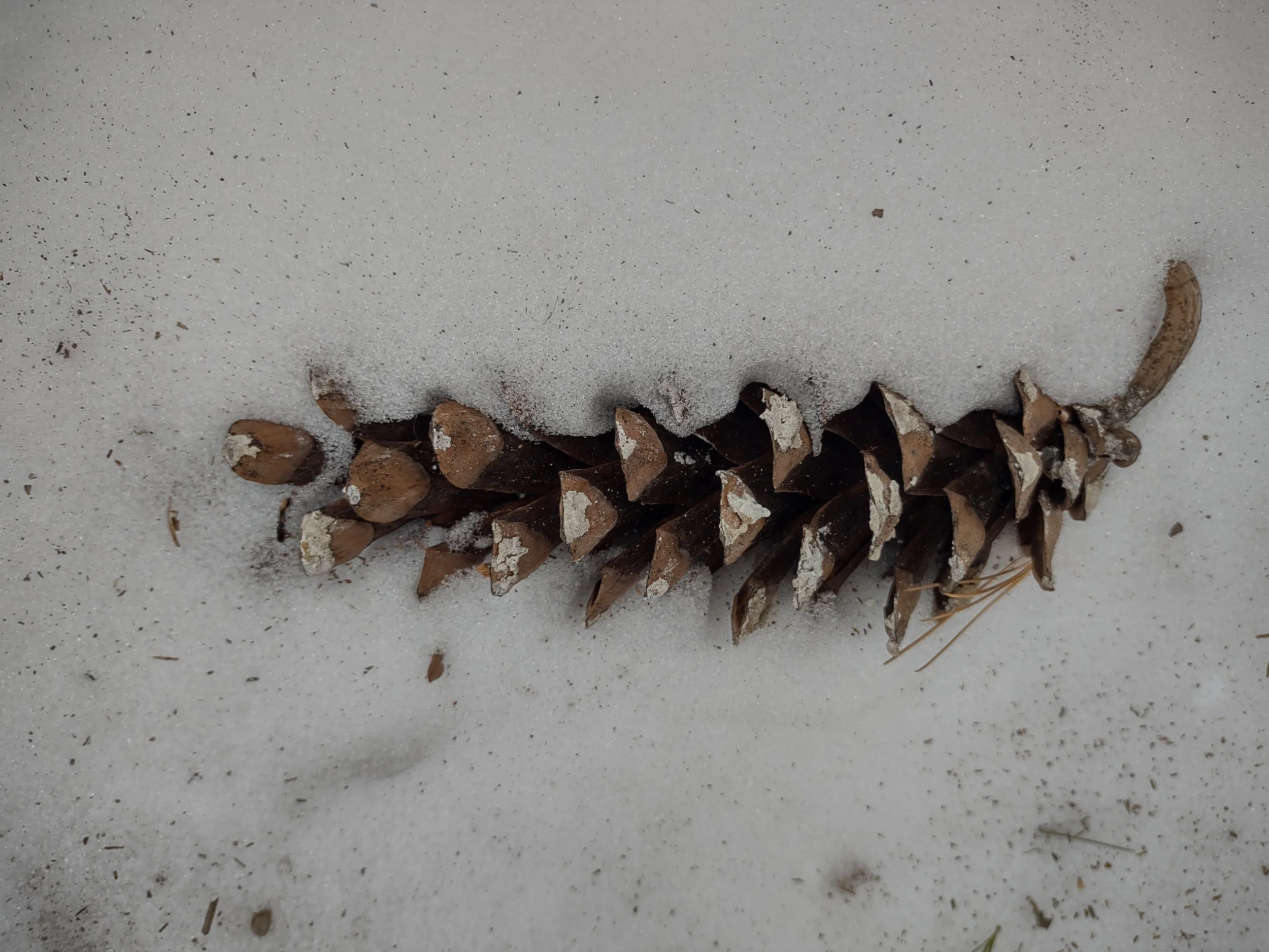 Pine Cone, Snow Photograph by Linda Rother