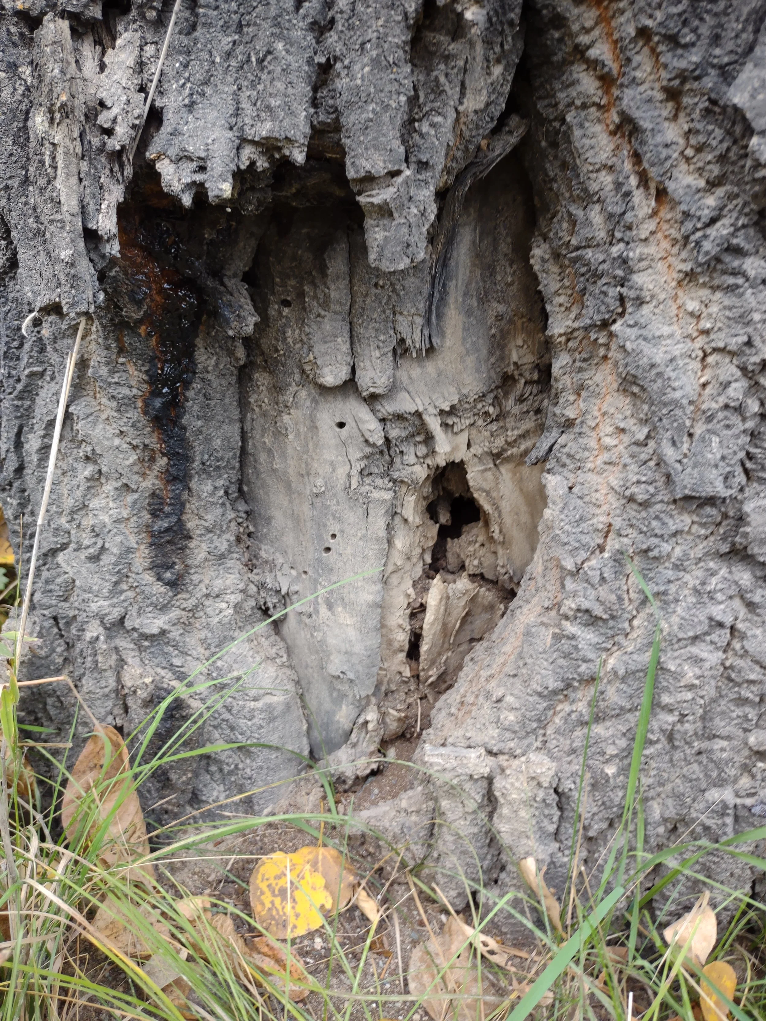 Heart Stump, Leaves  Photograph by Linda Rother
